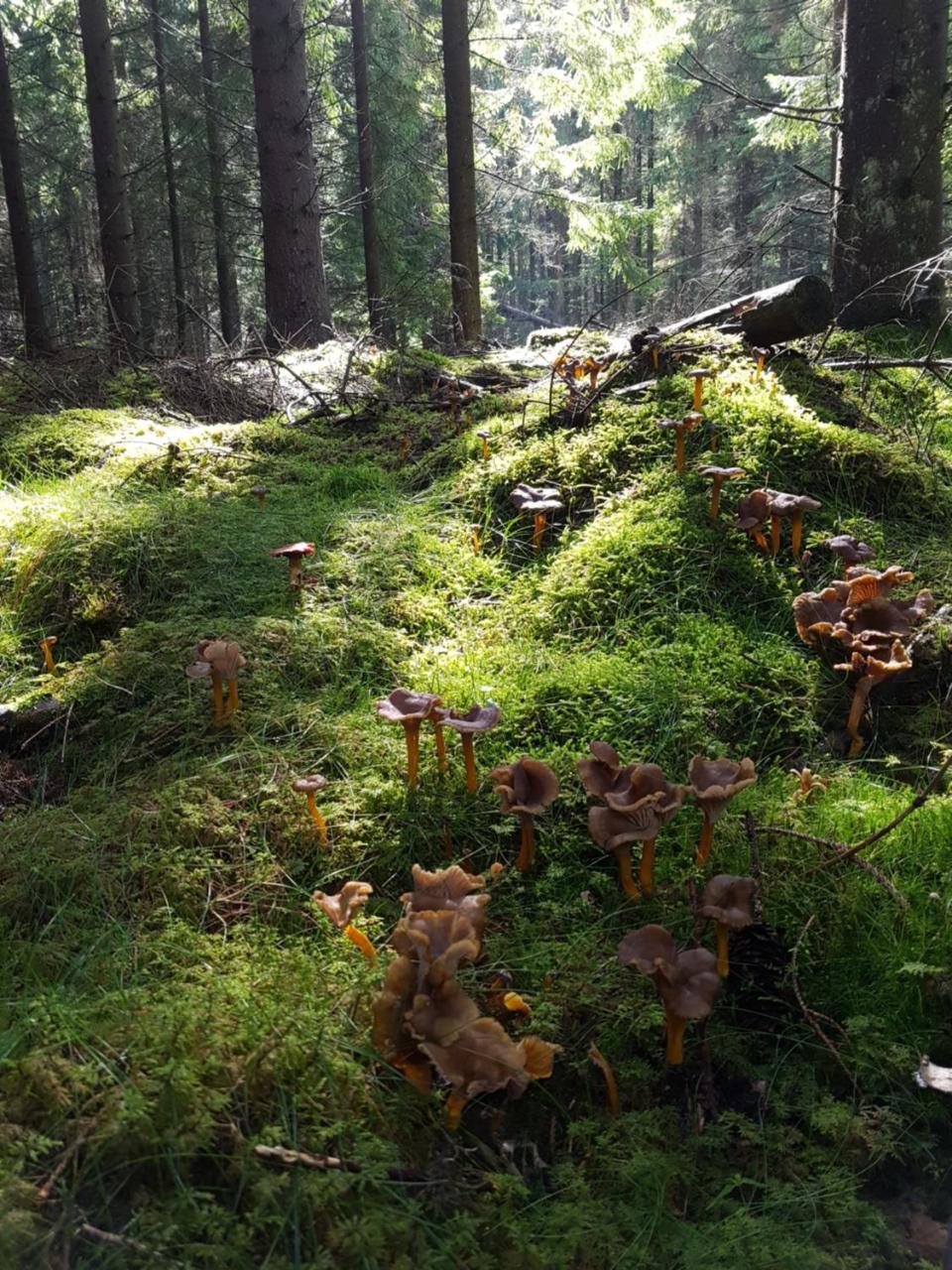 Furuliden Country Inn Vittsjö Eksteriør billede